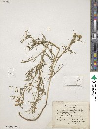 Vicia tenuifolia image