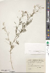 Vicia tetrasperma image