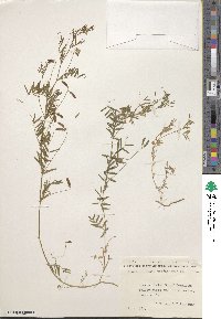 Vicia tetrasperma image