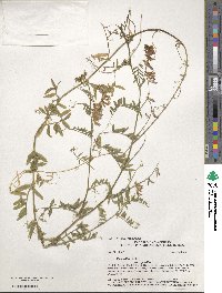 Vicia villosa image