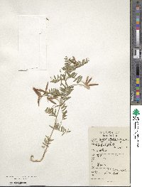 Vicia villosa image