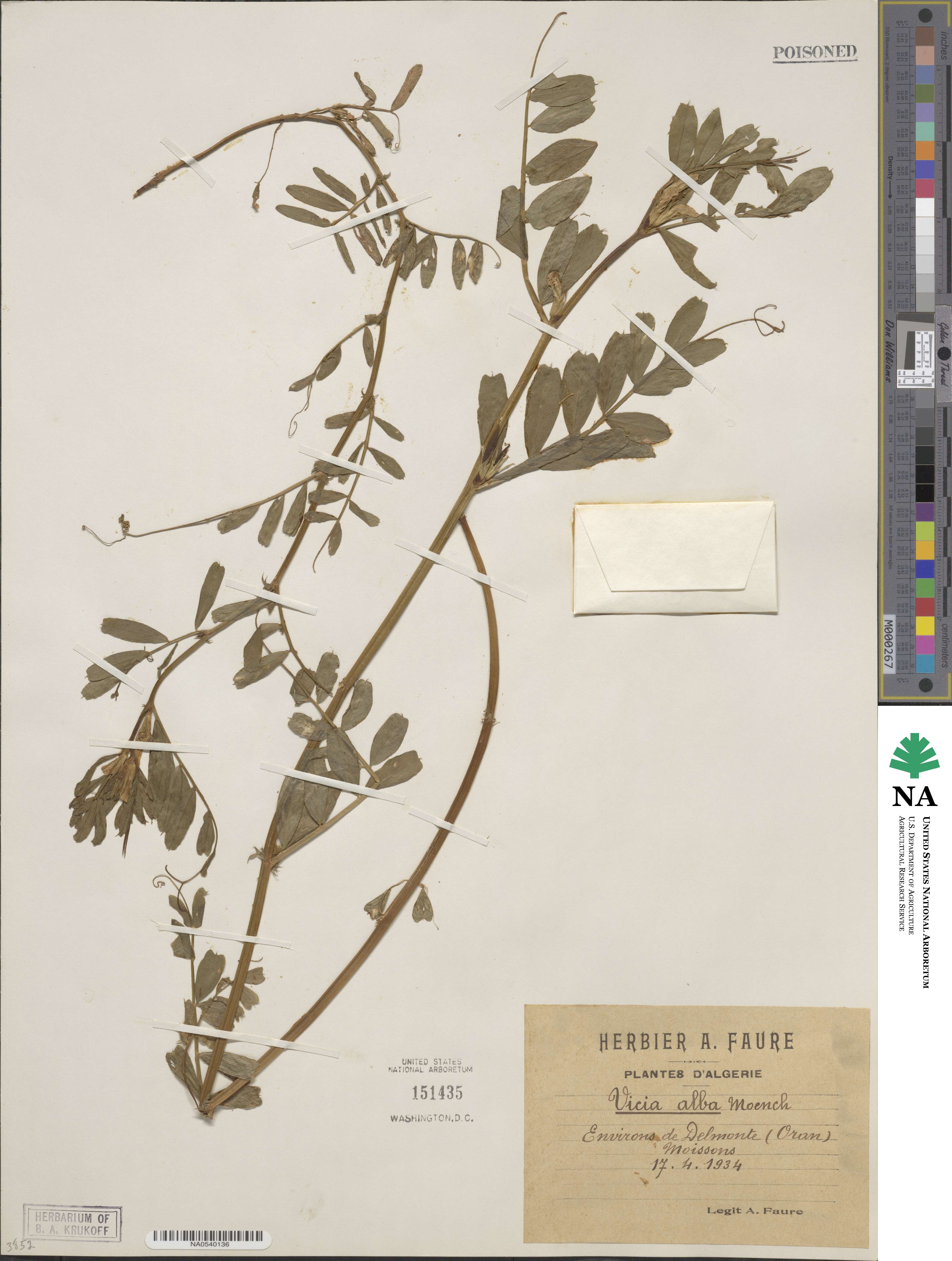 Vicia sativa subsp. sativa image