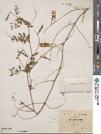 Image of Vicia altissima