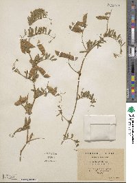 Vicia benghalensis image