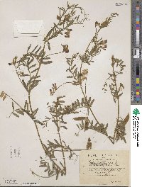 Vicia benghalensis image