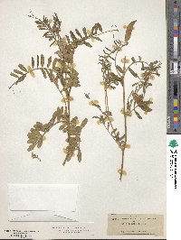 Vicia monantha image