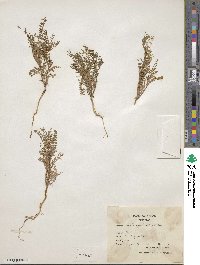 Vicia ervilia image