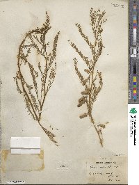 Vicia ervilia image