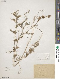 Image of Vicia fulgens