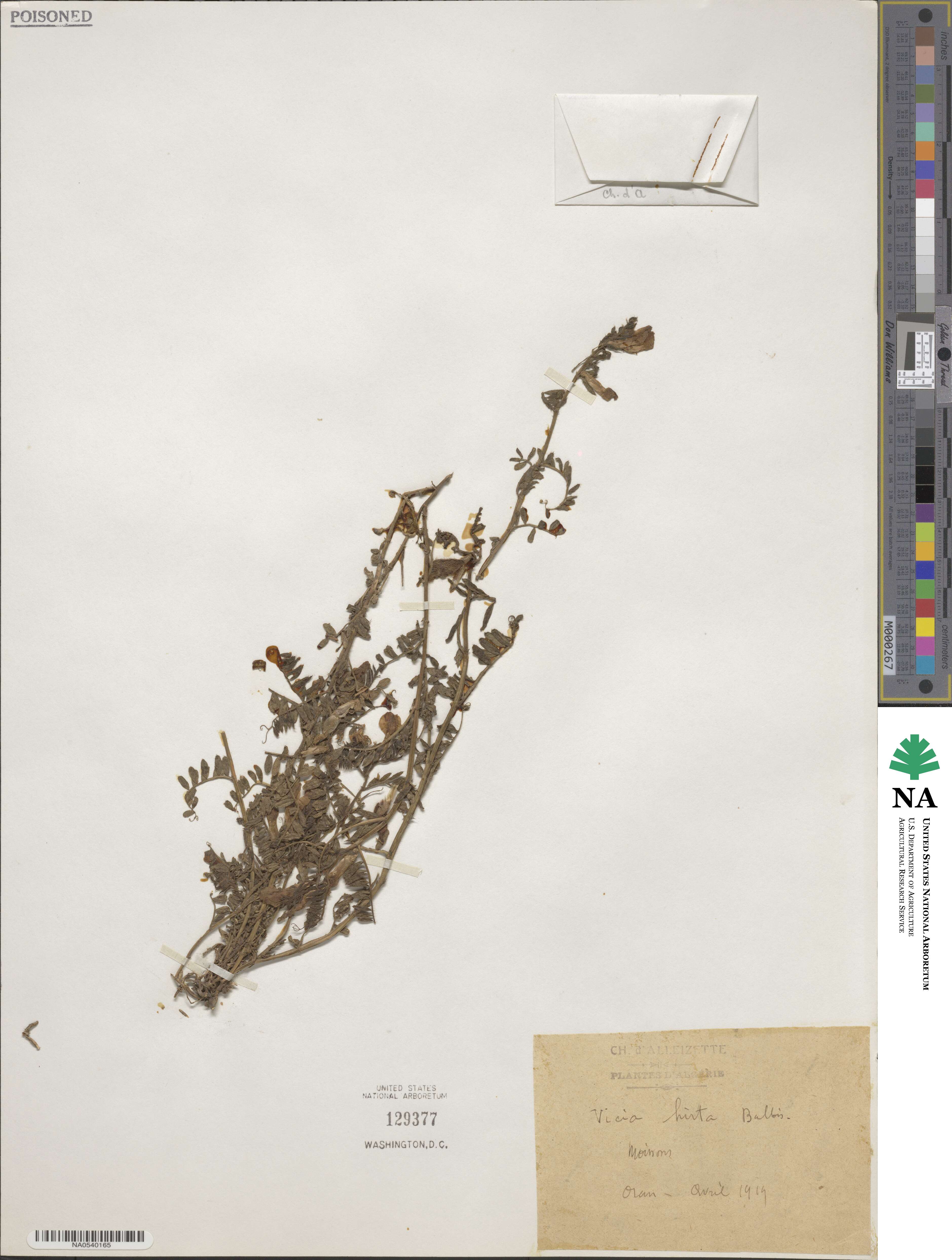 Vicia hirta image