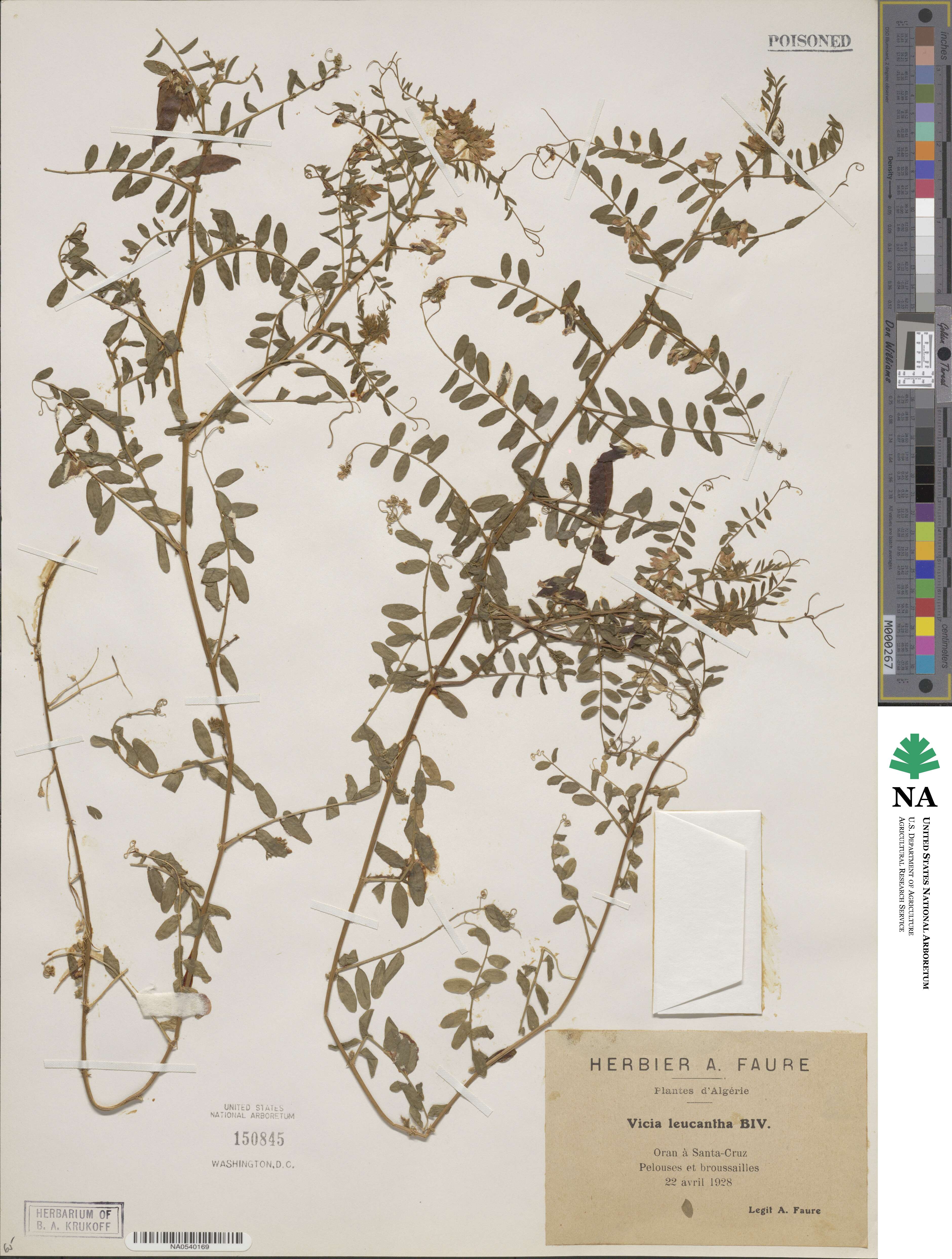 Vicia leucantha image