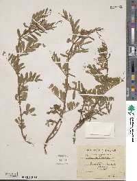 Vicia sativa subsp. macrocarpa image