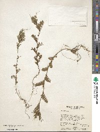 Vicia sativa image