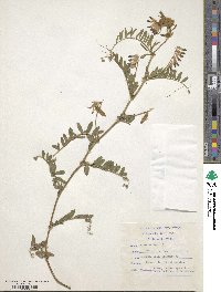 Vicia sativa image