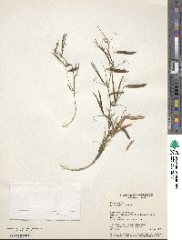 Vicia sativa image