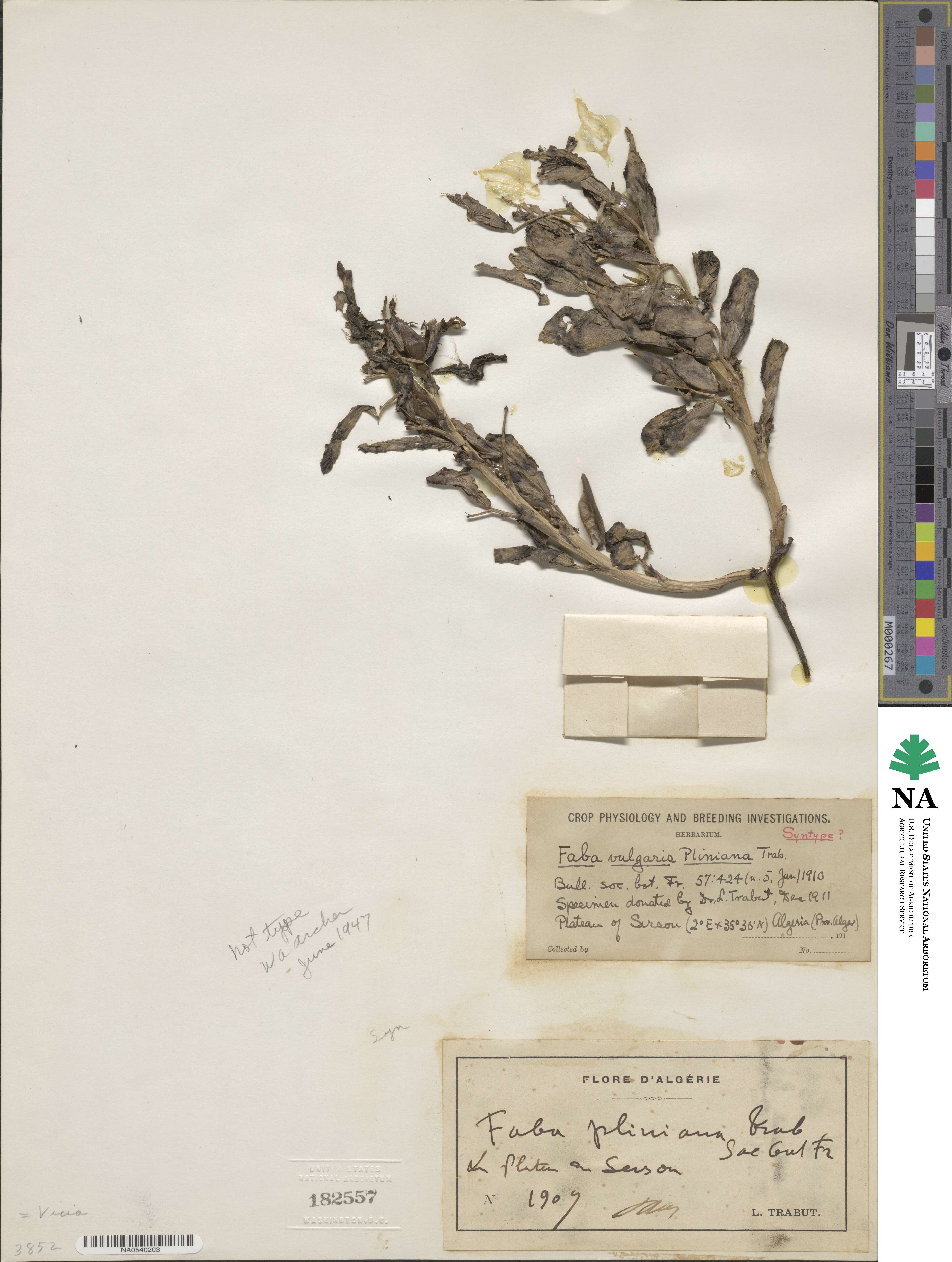 Vicia vulgaris image