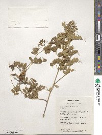 Vicia amurensis image