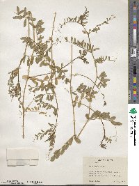 Vicia angustifolia image