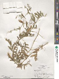 Vicia angustifolia image