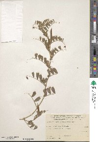 Vicia angustifolia image