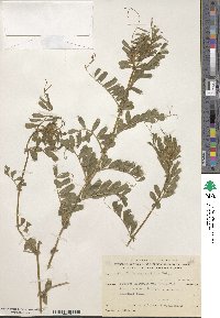 Vicia angustifolia image