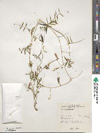 Vicia angustifolia image