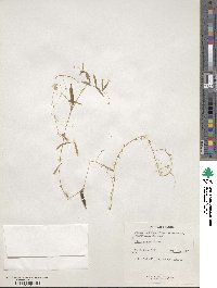 Vicia angustifolia image