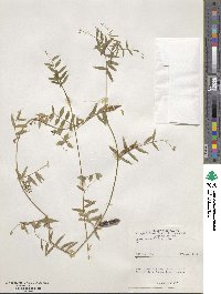 Vicia angustifolia image