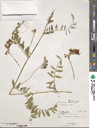 Vicia angustifolia image