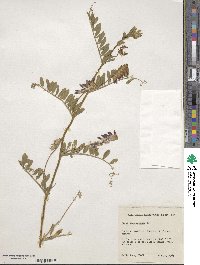 Vicia angustifolia image