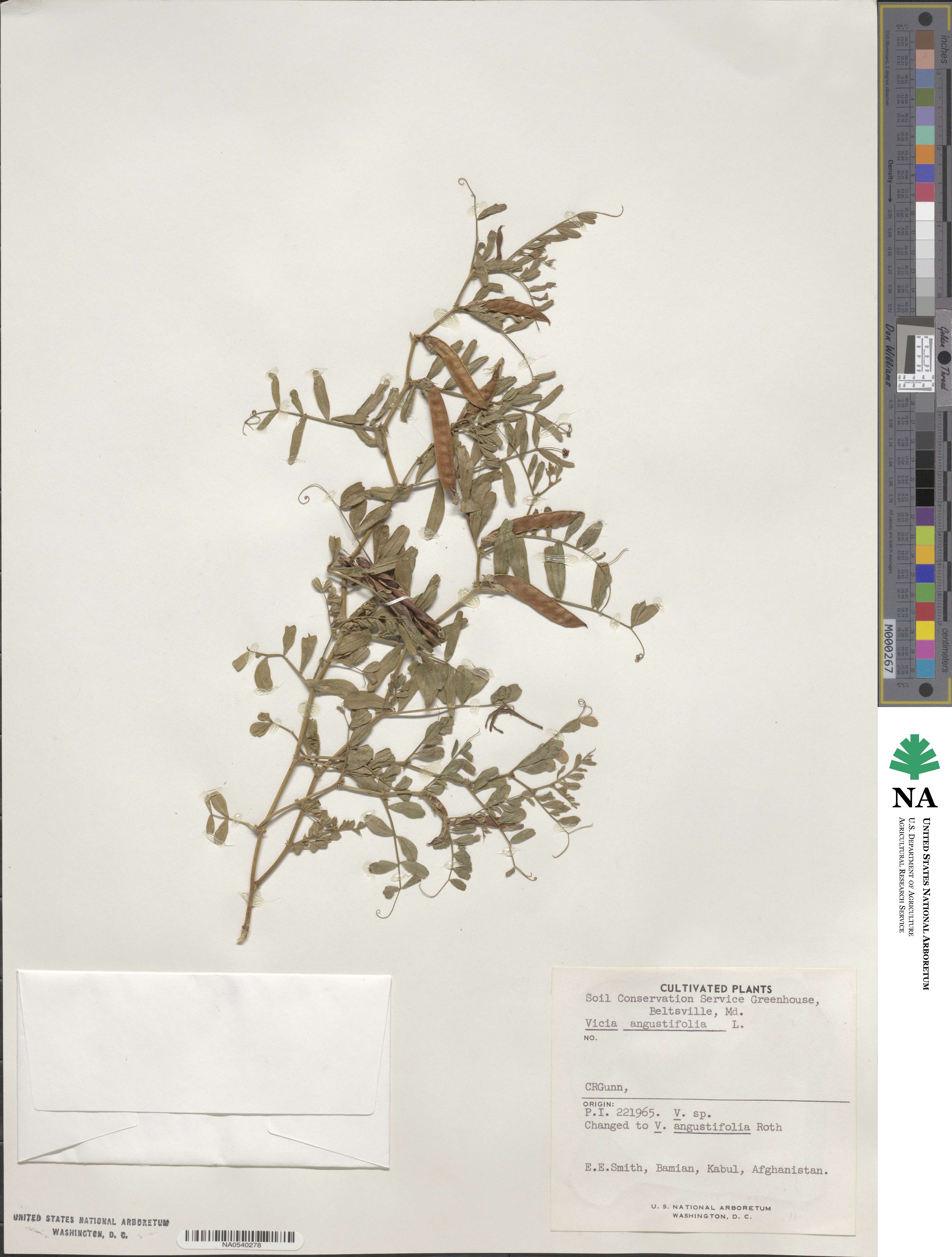 Vicia angustifolia image