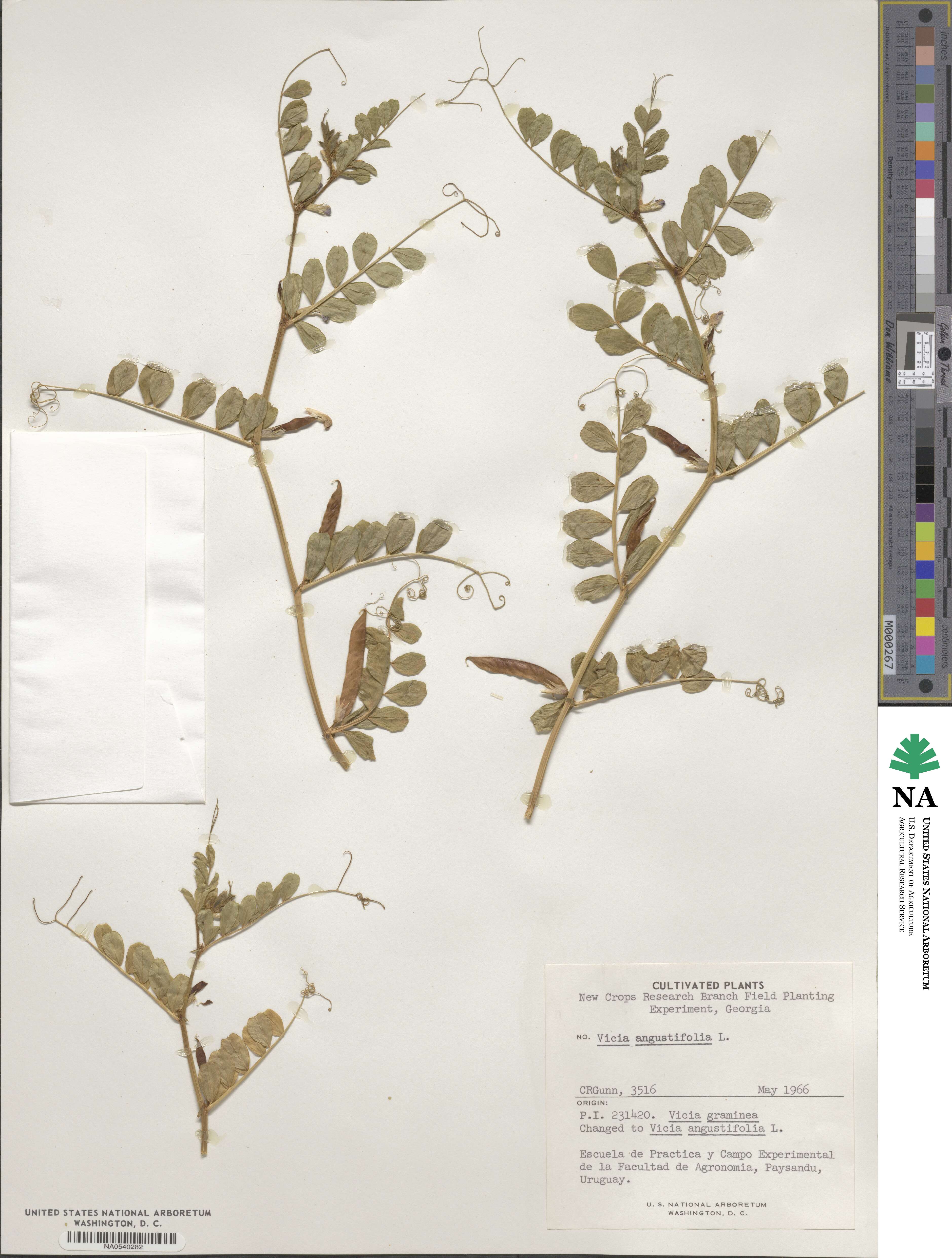 Vicia angustifolia image