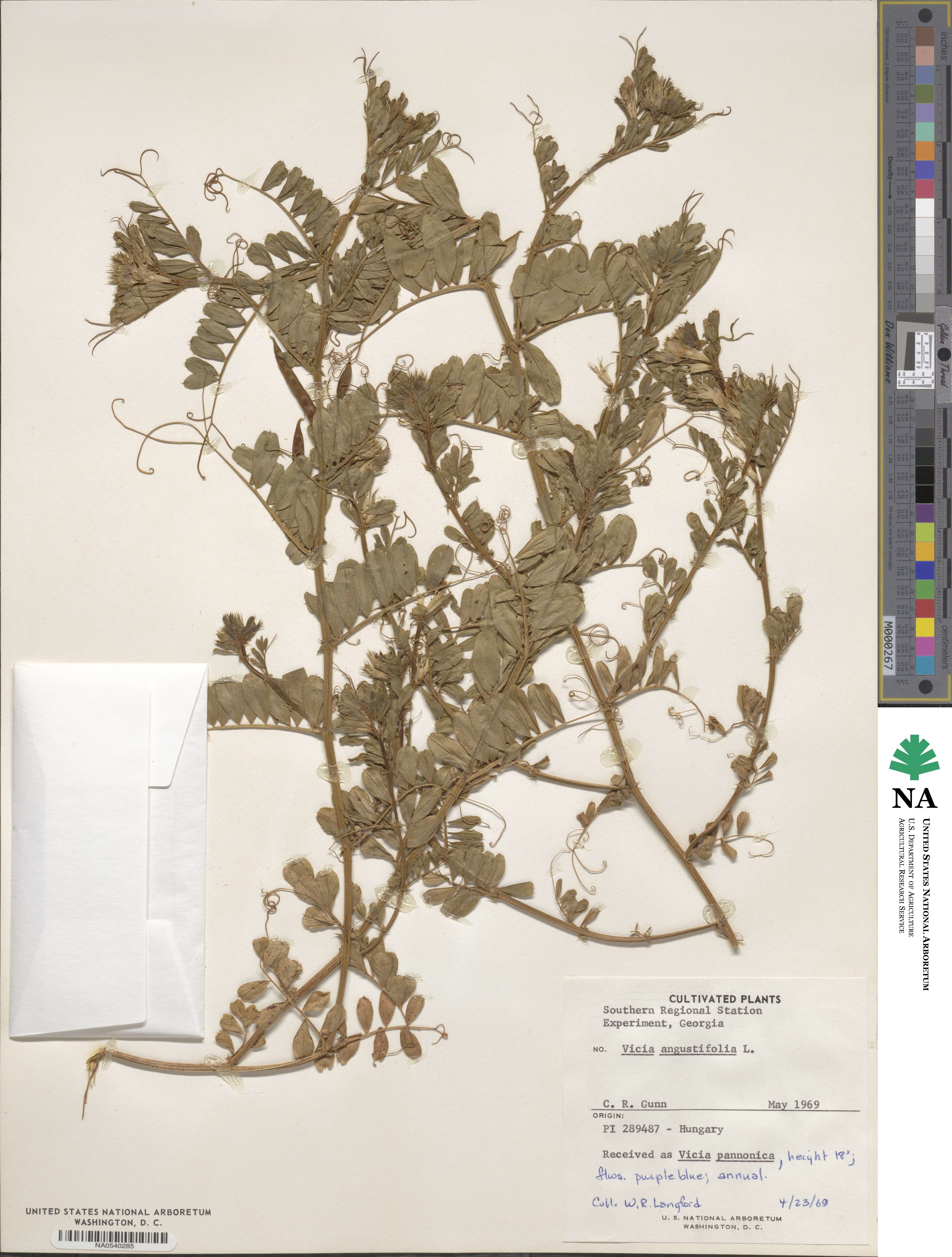 Vicia angustifolia image