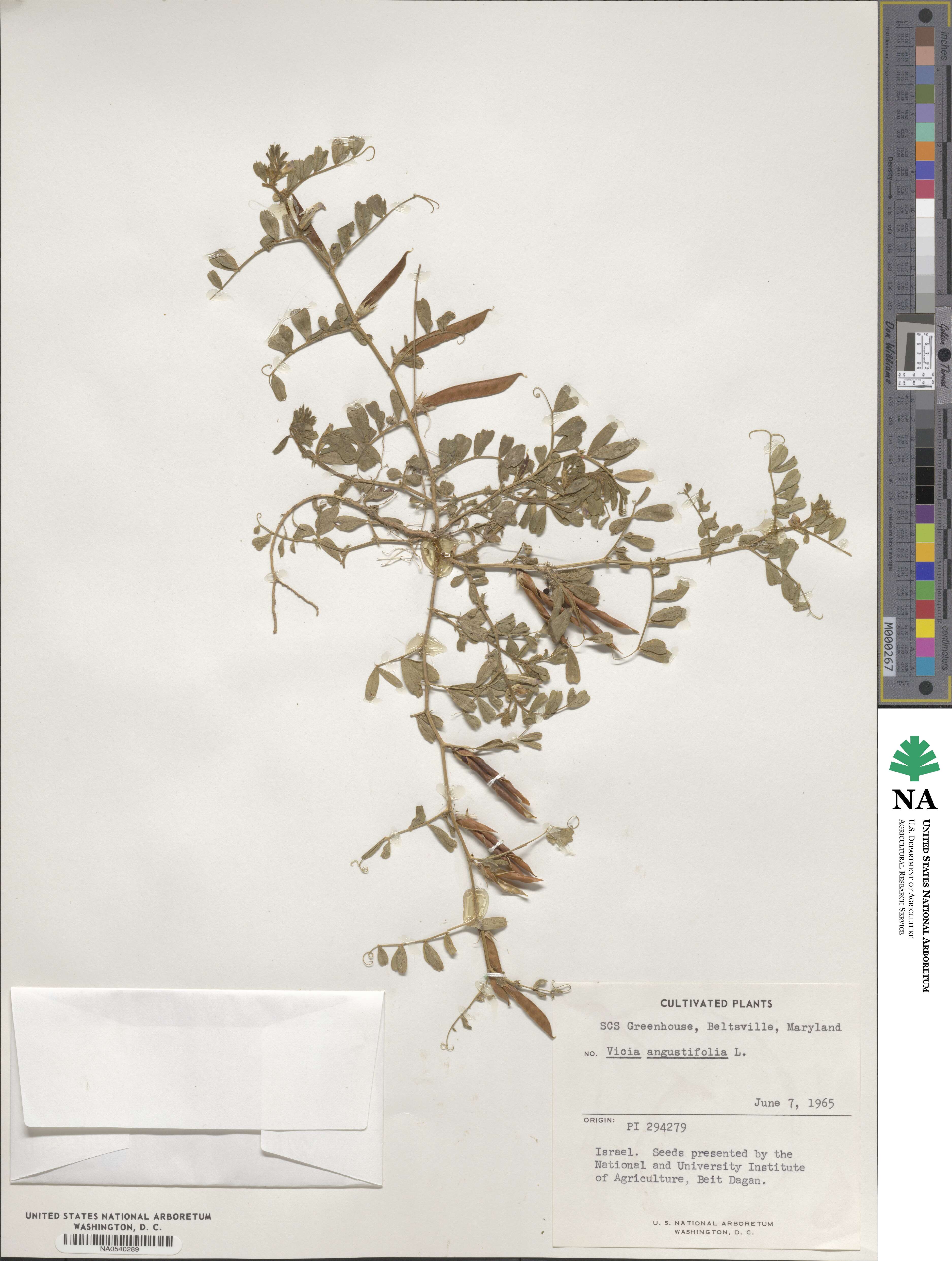 Vicia angustifolia image