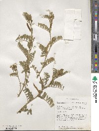 Vicia sativa image