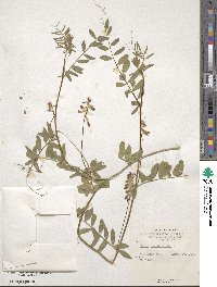 Vicia benghalensis image