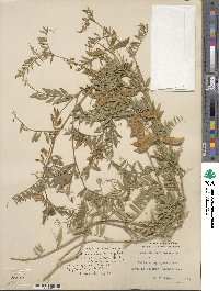 Vicia benghalensis image