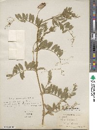 Vicia benghalensis image