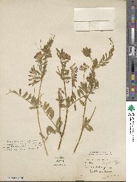 Vicia benghalensis image