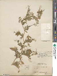 Vicia benghalensis image