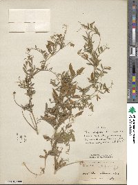 Vicia benghalensis image