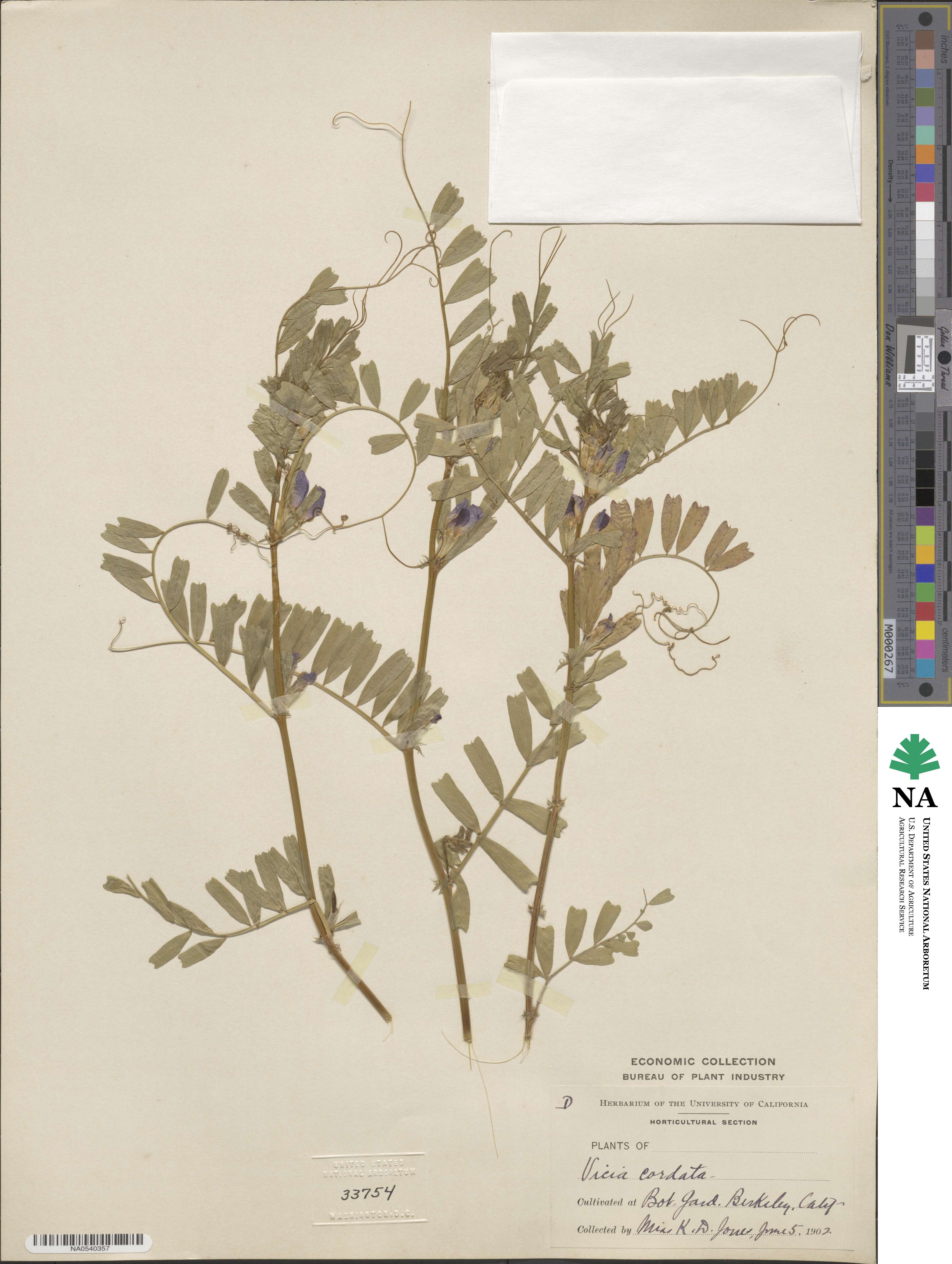 Vicia sativa subsp. cordata image