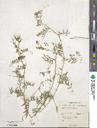 Vicia villosa image