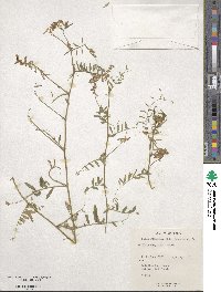 Vicia villosa image