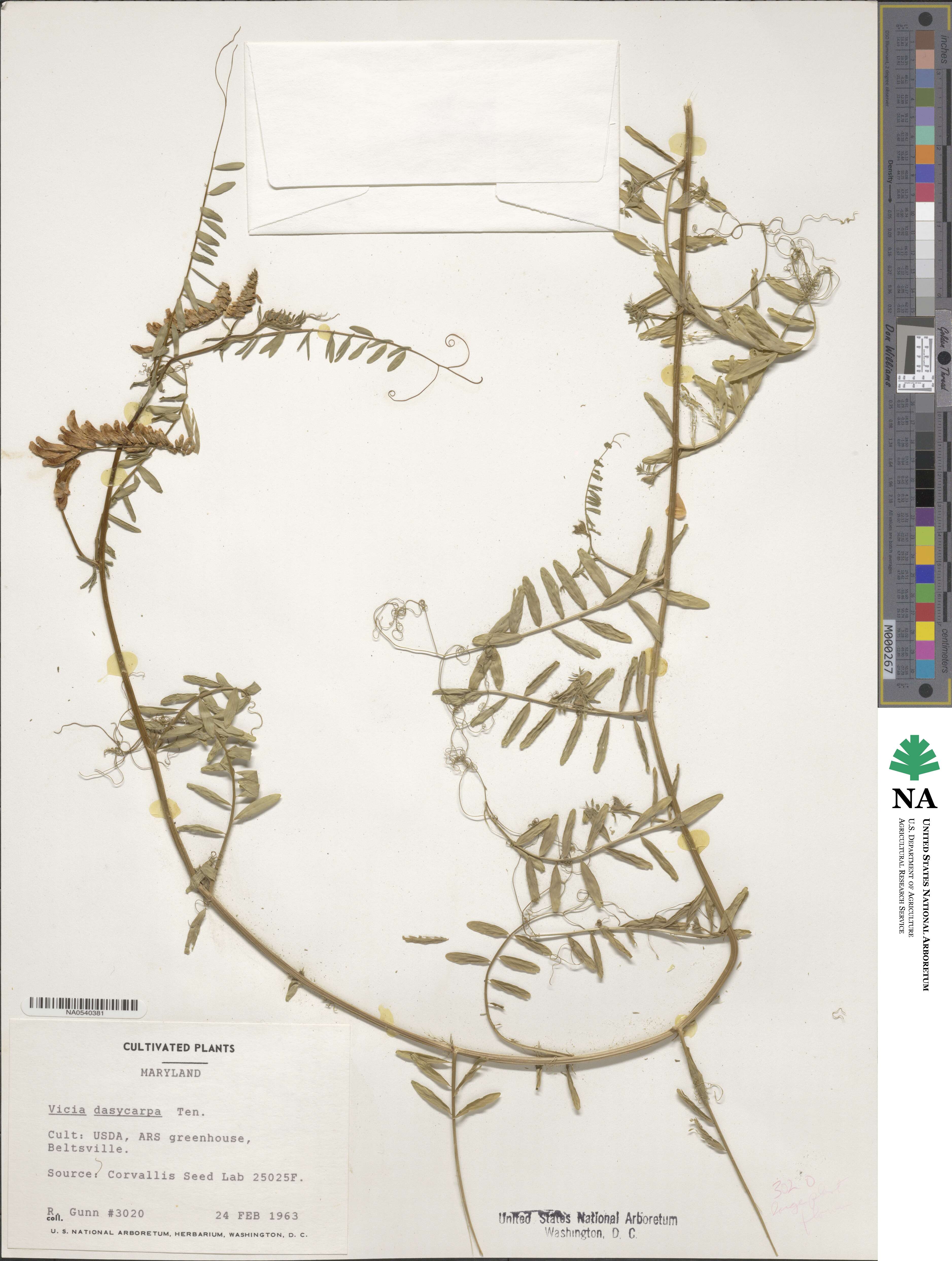 Vicia villosa image