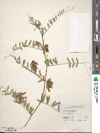 Vicia villosa subsp. varia image