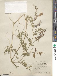 Vicia villosa subsp. varia image