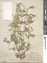 Vicia villosa subsp. varia image