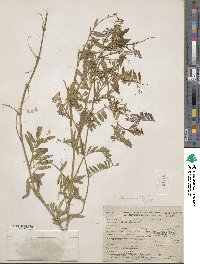 Vicia villosa subsp. varia image