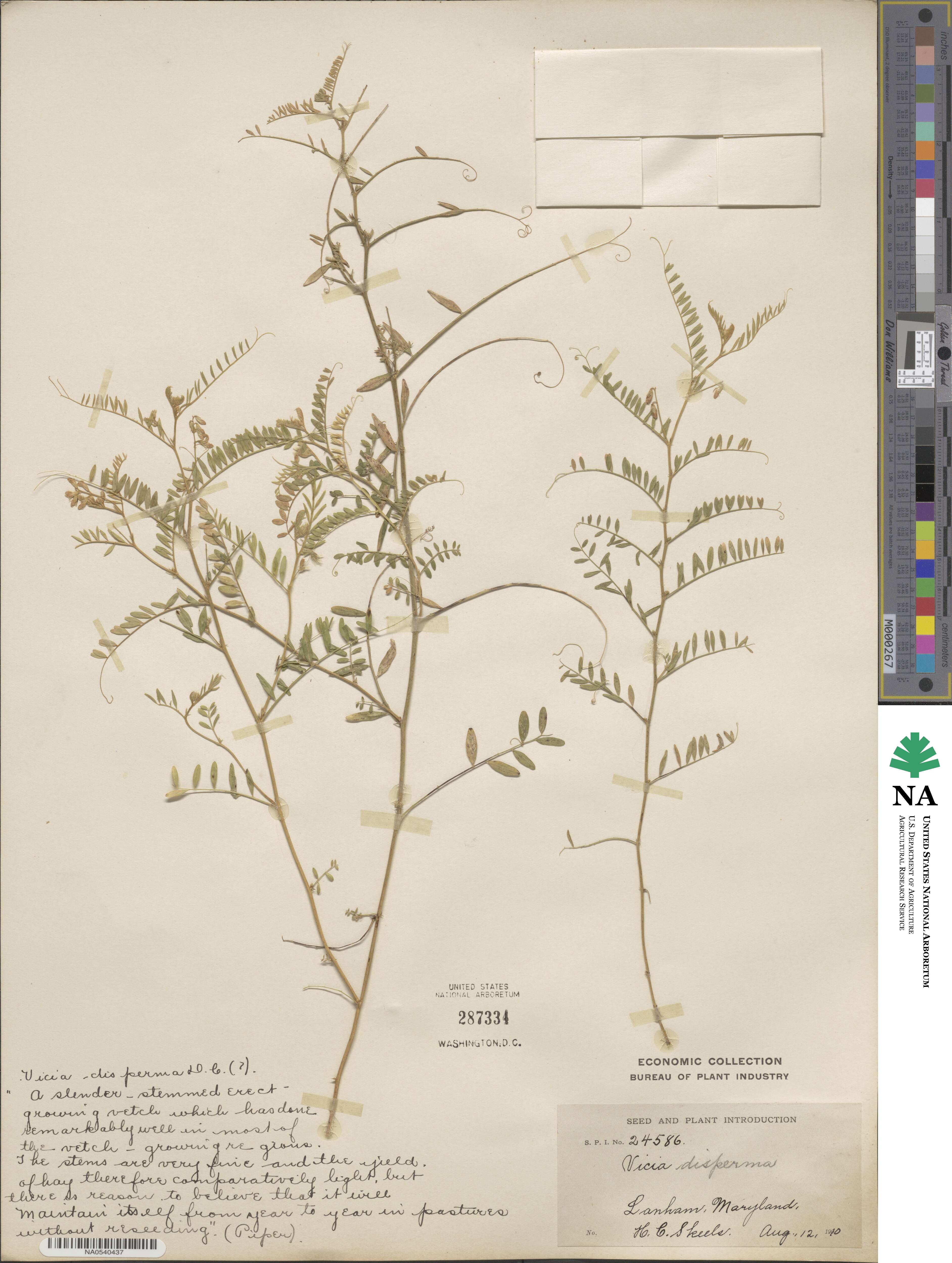 Vicia disperma image